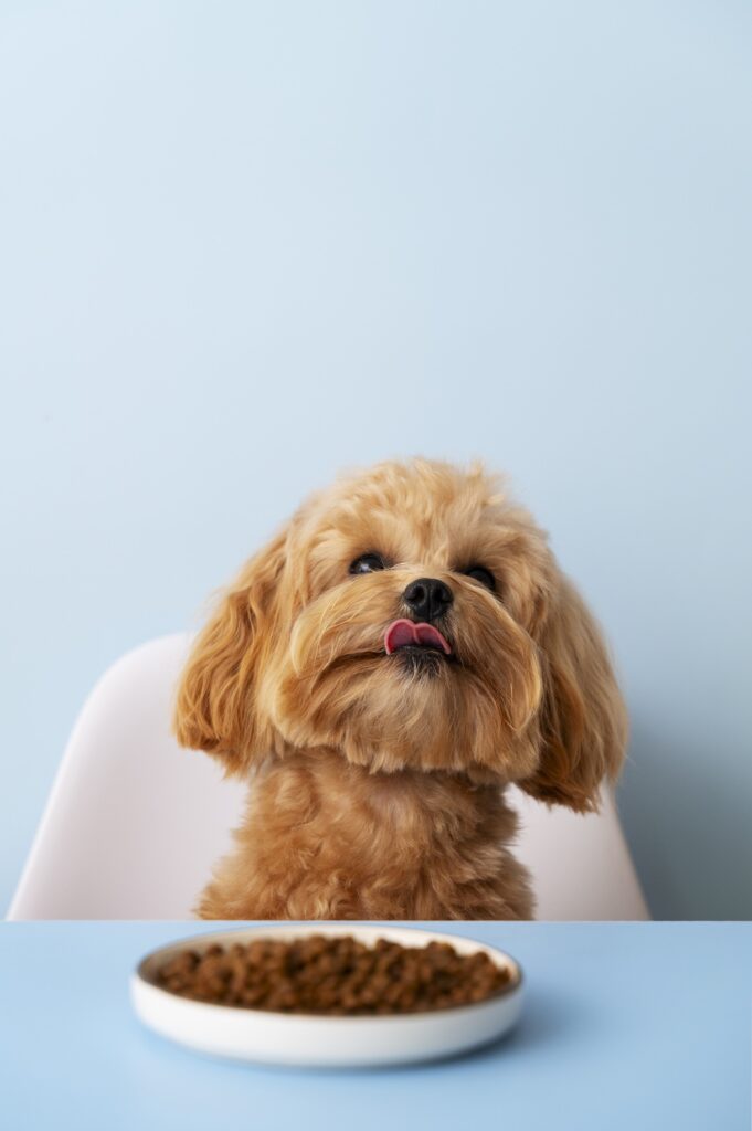Kedi ve Köpek Mamaları İçin Dayanıklı, Bariyerli ve Raf Etkisi Güçlü Ambalaj Çözümleri
